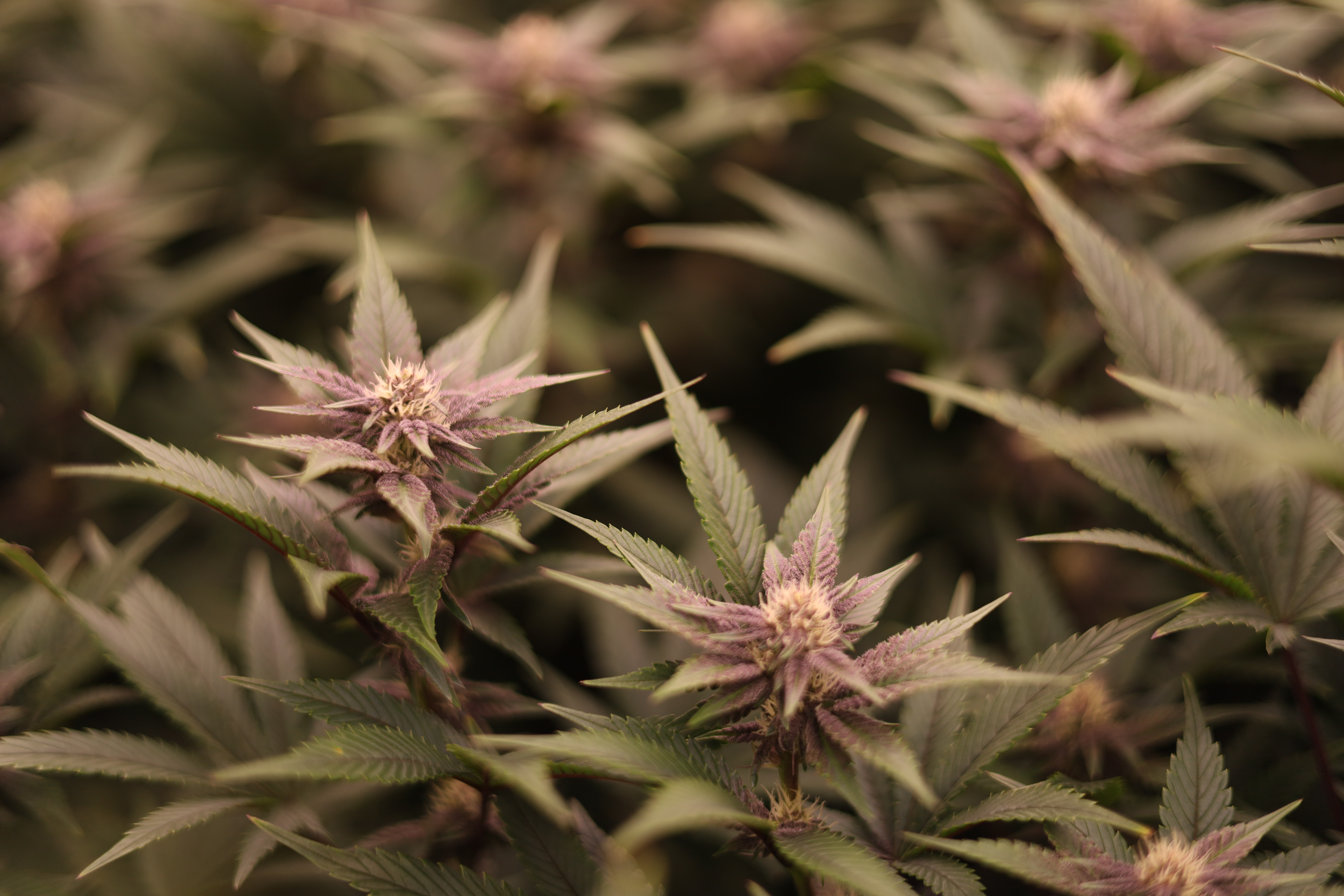 Cannabis Farm 4