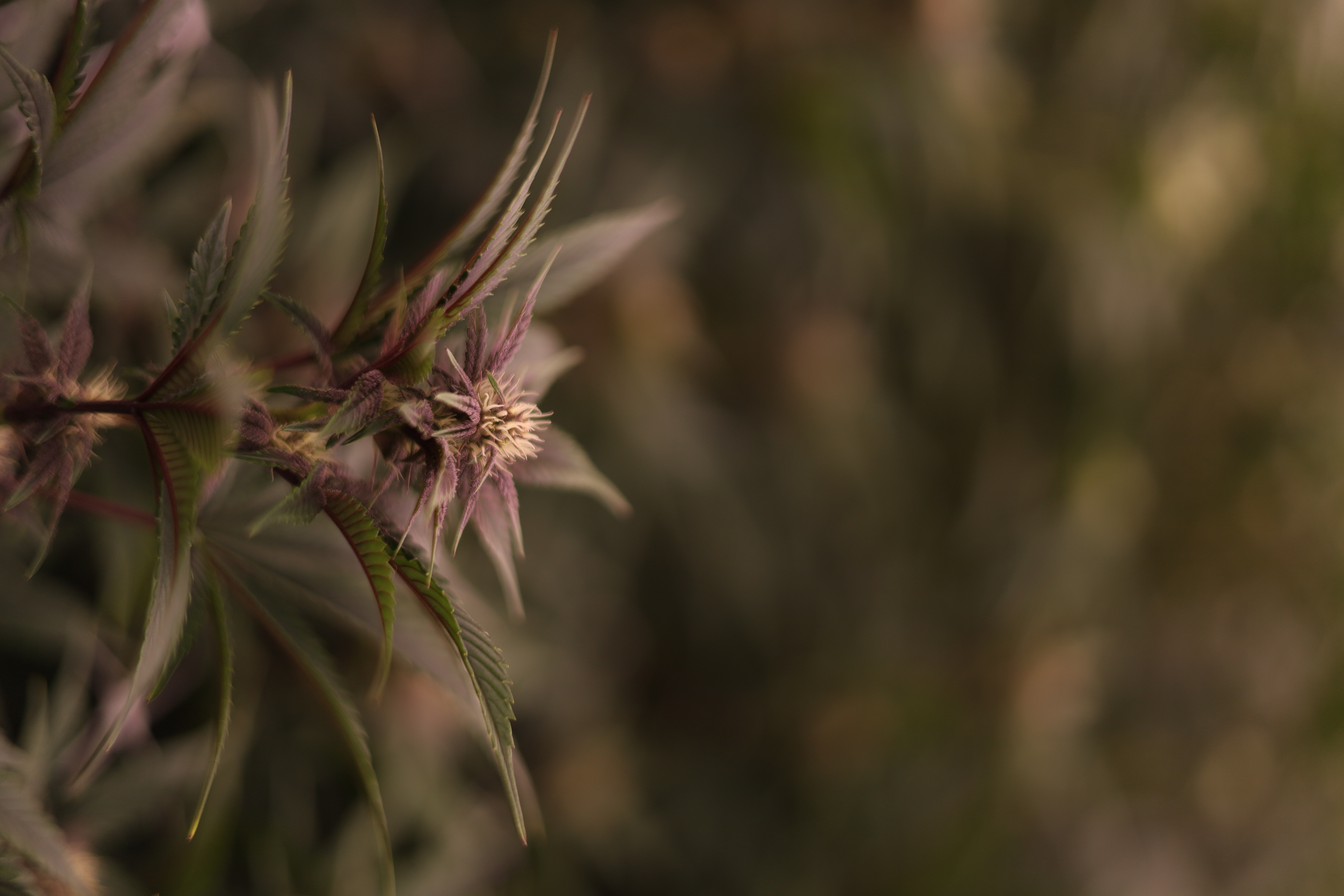 Cannabis Farm 4