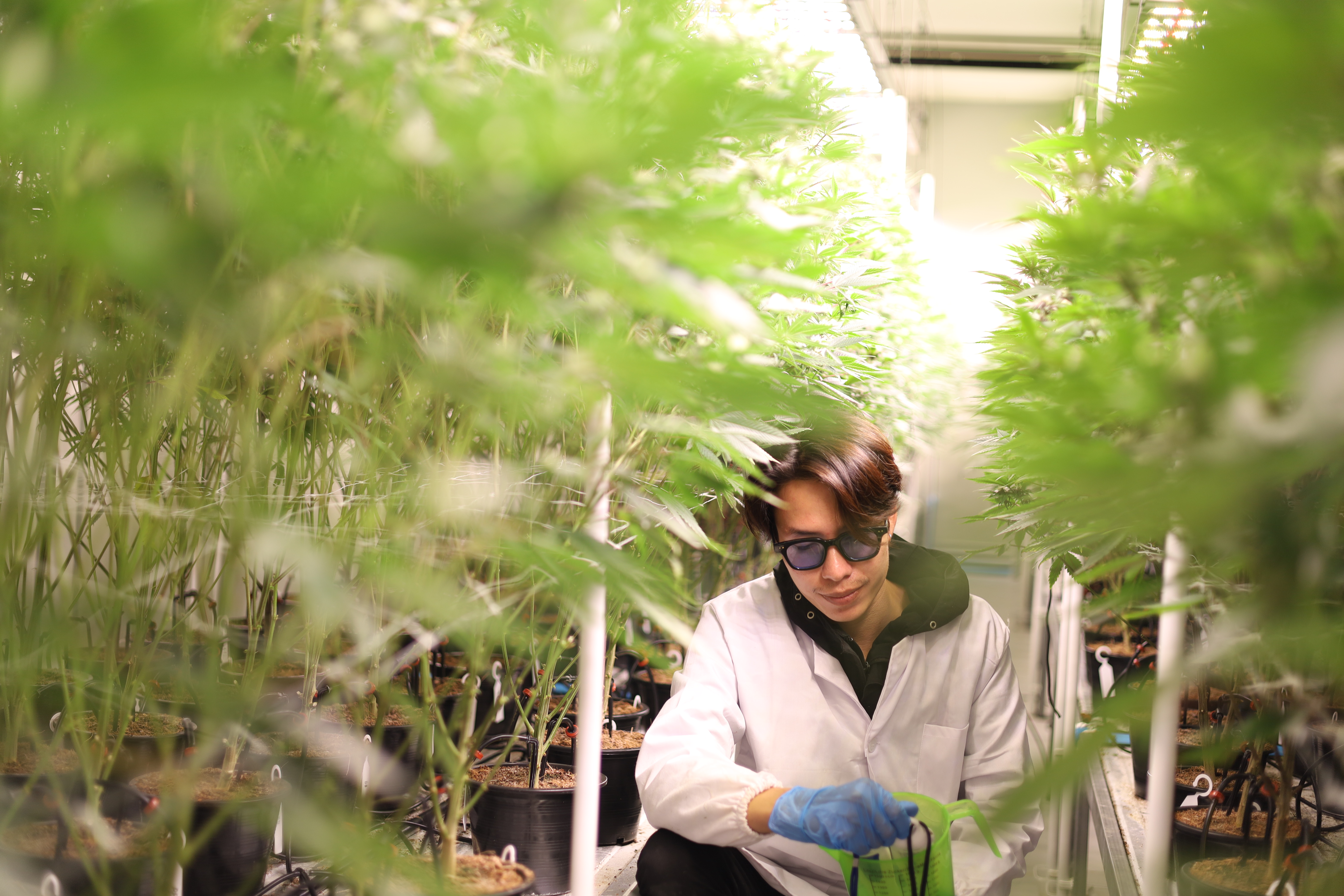 Cannabis Farm 1