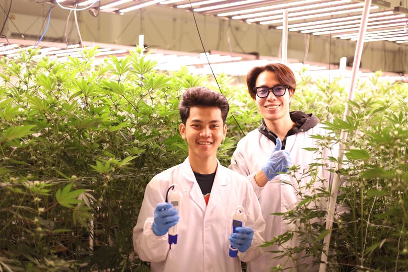 Cannabis Farm 1
