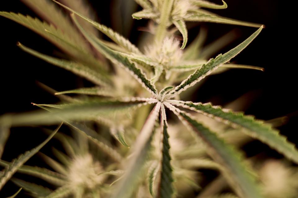 Cannabis Farm 2