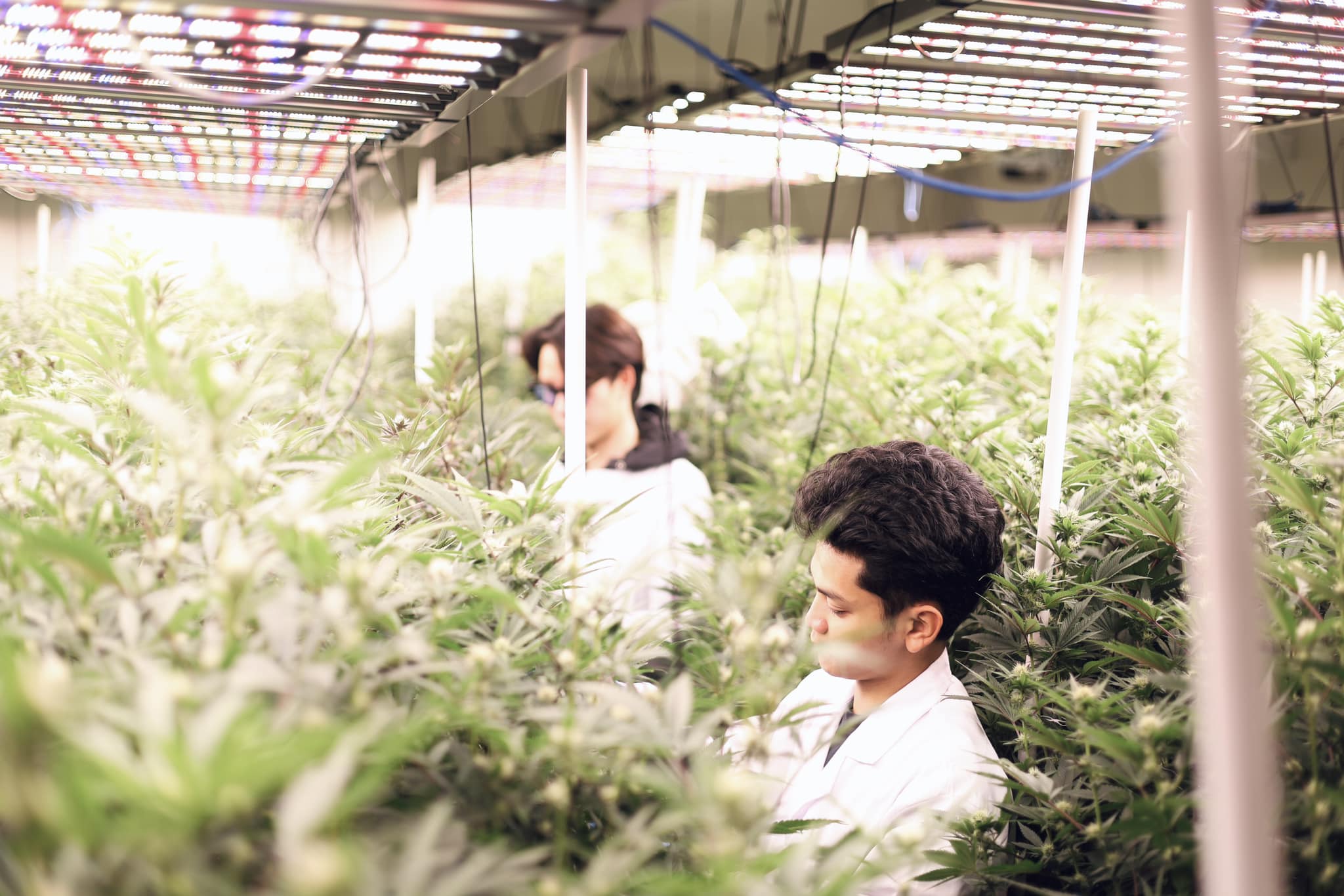 Cannabis Farm 1